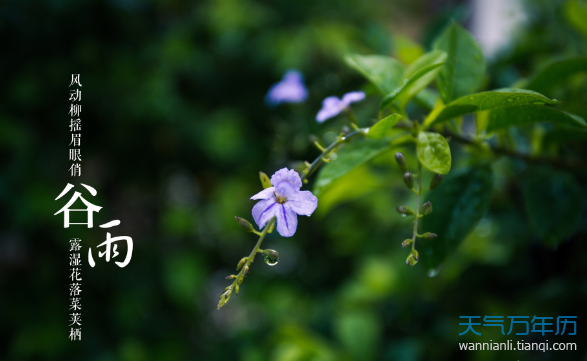 谷雨节气吃什么 谷雨吃什么传统美食（组图）