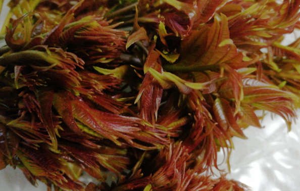 谷雨节气吃什么传统食物 谷雨食香椿是传统