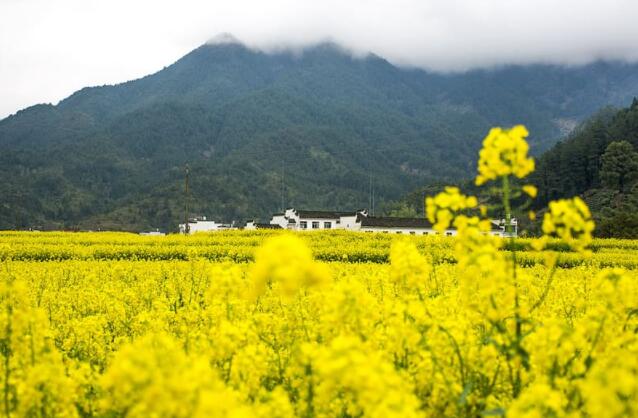 江西清明期间旅游去哪里好 2020清明节江西好玩安静的景点