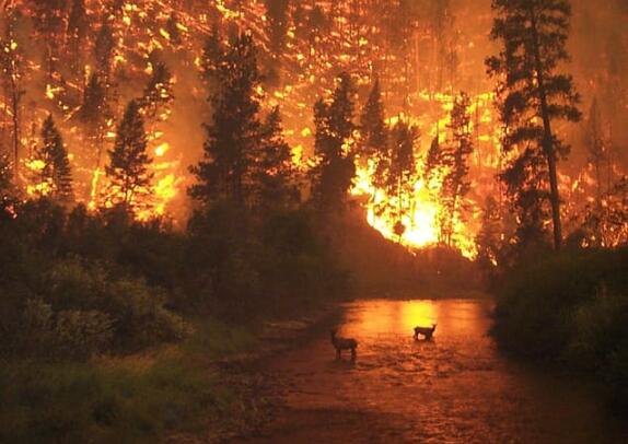 怎样预防森林火灾 “十不准”“五不烧”要牢记