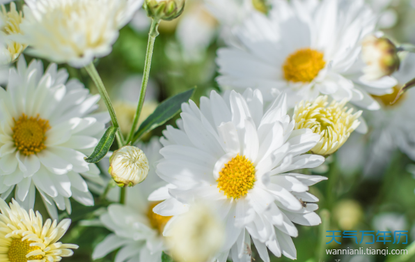 清明节祭拜用什么花合适   白菊花,白百合,马蹄莲——表示哀悼   白