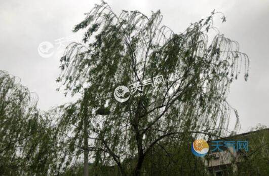 柳絮是柳树的什么 柳絮是柳树的花还是种子