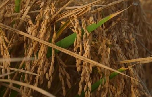 干旱导致泰国越南大米产量降低 大米价格刷新六年新高