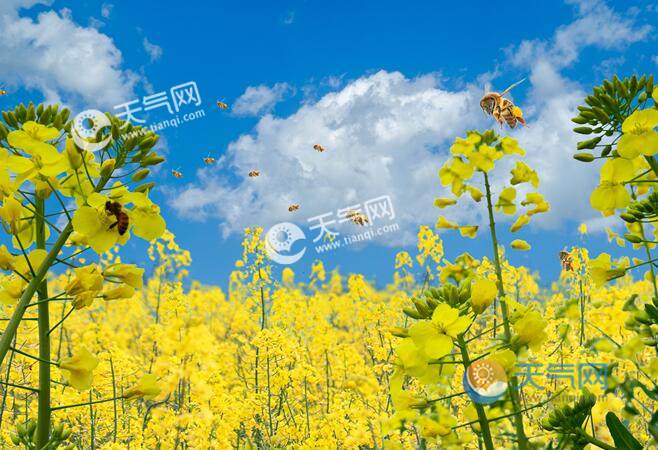 2020清明节旅游景点排行 清明出游五个风景不错的去处