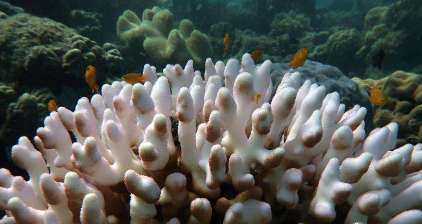 大堡礁再次大规模白化！海温上升致大堡礁5年白化3次