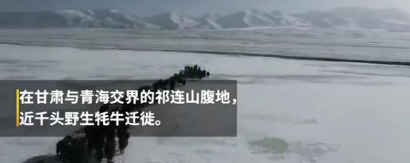 祁连山千头野牦牛踏雪迁徙 千头野牛群极为罕见