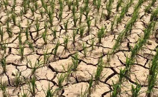 云南农作物干旱受灾618.67万亩 全省94.5万人饮水成问题
