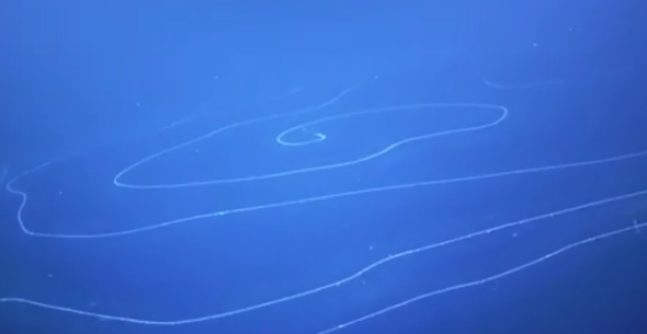 澳大利亚深海拍到47米长管状水母 该水母年龄或有几百岁