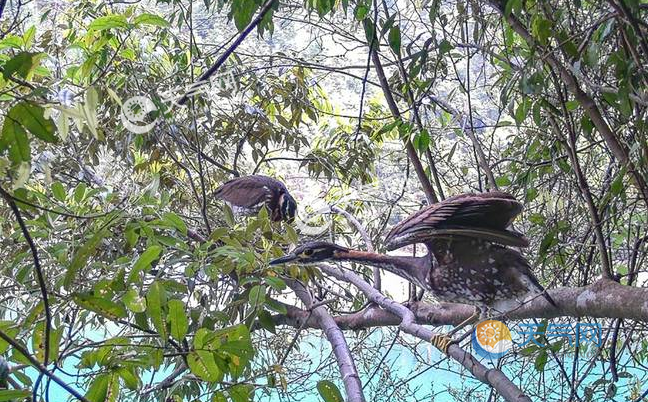 广东南岭拍到海南虎斑鳽属于全世界30种最濒危鸟类