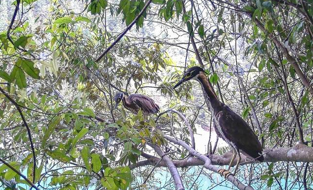 广东南岭拍到海南虎斑鳽 属于全世界30种最濒危鸟类