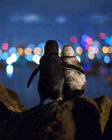 两只企鹅观赏墨尔本夜景 像极了皮克斯电影画面