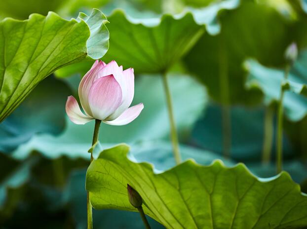 2020五一东莞旅游最佳去处 东莞五一游玩人少好去处