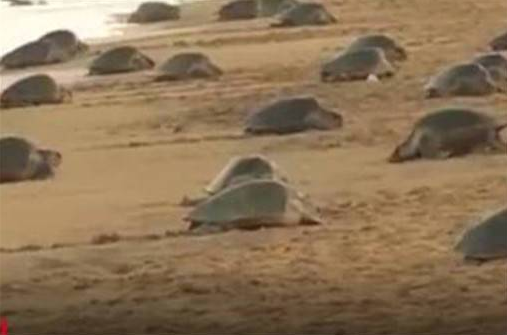 近2000万小海龟孵化奔向大海 因疫情封锁人类才没打扰海龟