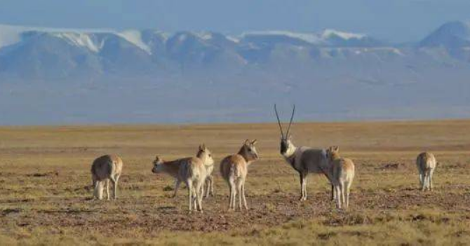  藏羚羊大规模迁徙实地拍摄 雌性提前一周前往产仔地