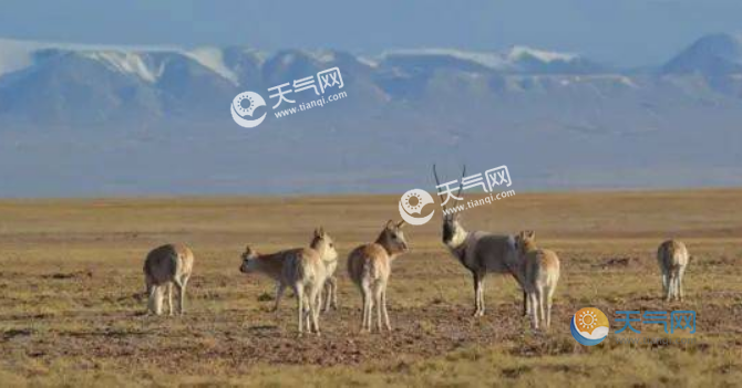 藏羚羊大规模迁徙实地拍摄 雌性提前一周前往产仔地