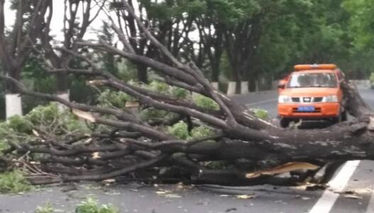 北京昌平遭遇大风路边树被刮断 交警提醒司机车辆注意躲避