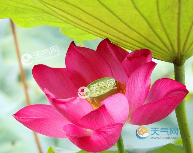 夏天的花有哪些 夏天最有代表性的花卉是什么