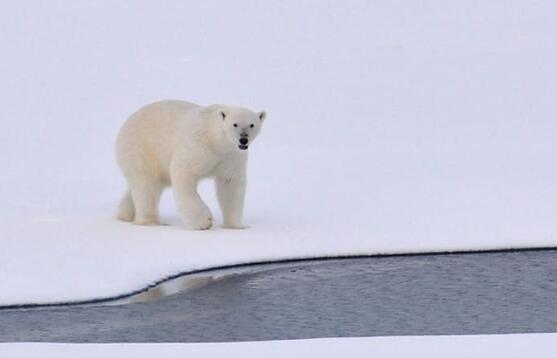 北极熊为什么不怕冷 北极熊靠什么来保暖