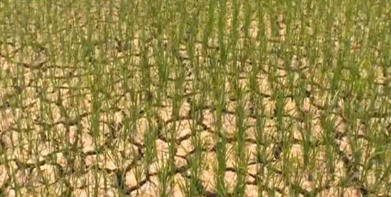 云南曲靖因干旱水库水位下降严重 农作物累计受旱面积6.104万亩