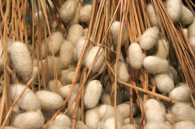 今日小满要做什么 小满特色的民俗活动盘点