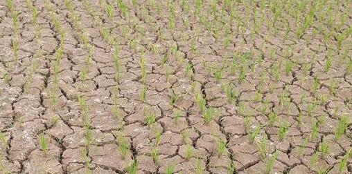 干旱致四川荣县4.6万人饮水困难 5月最高气温已达37.3℃