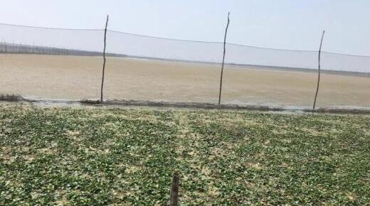 江苏发布洪泽湖干旱蓝色预警 水位持续下降仅有11.96米
