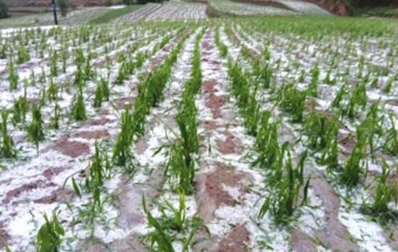 甘肃定西遭遇冰雹灾害 农作物受灾8800公顷损失2511.38万元