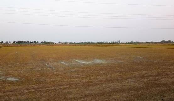 合肥多地出现中等气象干旱 100多万亩水稻缺水播种