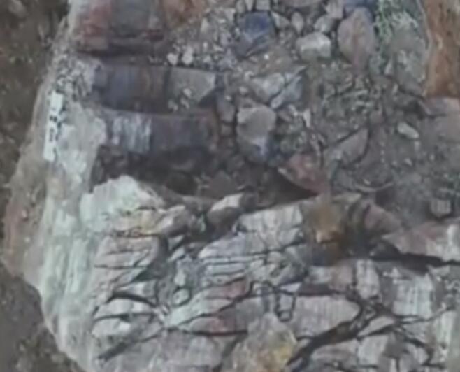 最新发现最早远古森林在哪里 我国发现迄今最早远古森林距今多少年