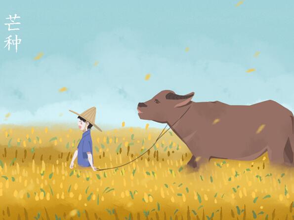 芒种安苗是哪个地区的习俗 安苗是什么意思