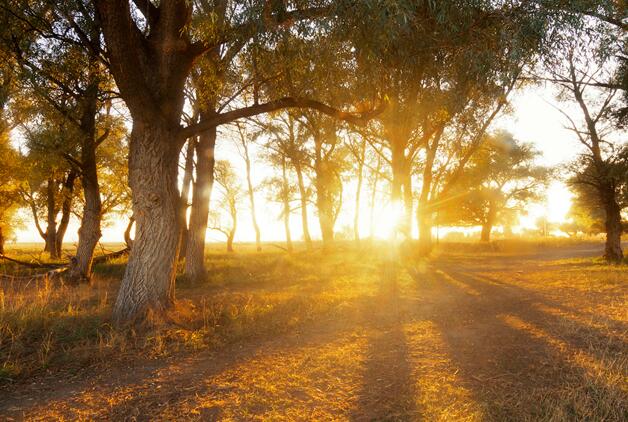 最新发现最早远古森林在哪里 我国发现迄今最早远古森林距今多少年