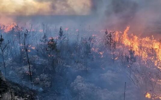 山西朔州莲花村附近发生森林火灾 目前全线明火已被扑灭