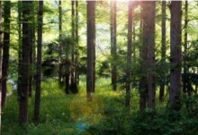 新森林法将实施有什么变化？取消木材运输许可