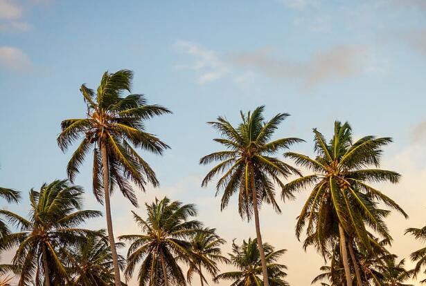 夏至是夏天来了吗 夏至意味着什么意思