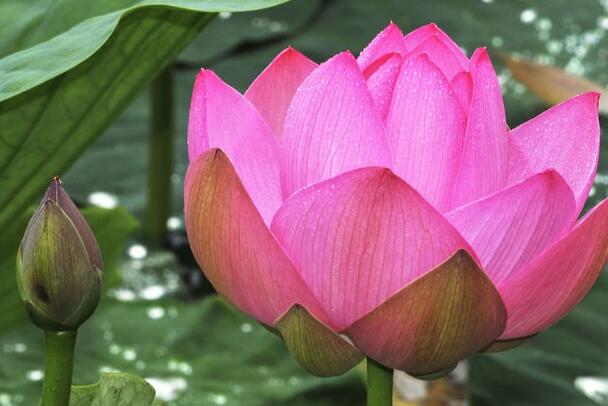 夏至节气的美好诗词 赞美夏至诗句集锦