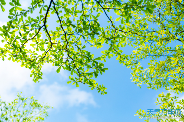 今天夏至是几点 2020年夏至是几月几号（组图）