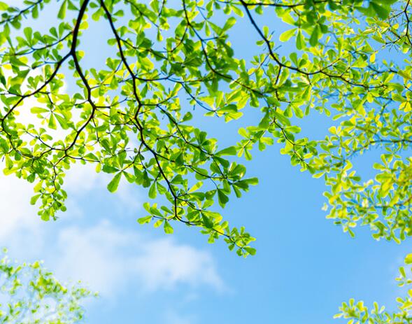 夏至的诗句 与夏至有关的诗词精选鉴赏