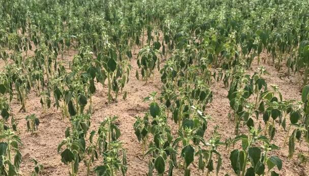 河南省11个县发布干旱橙色预警 全省作物受旱面积2380万亩