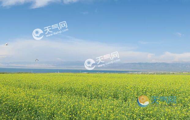 7月青海湖旅游攻略 7月青海湖赏油菜花最佳路线