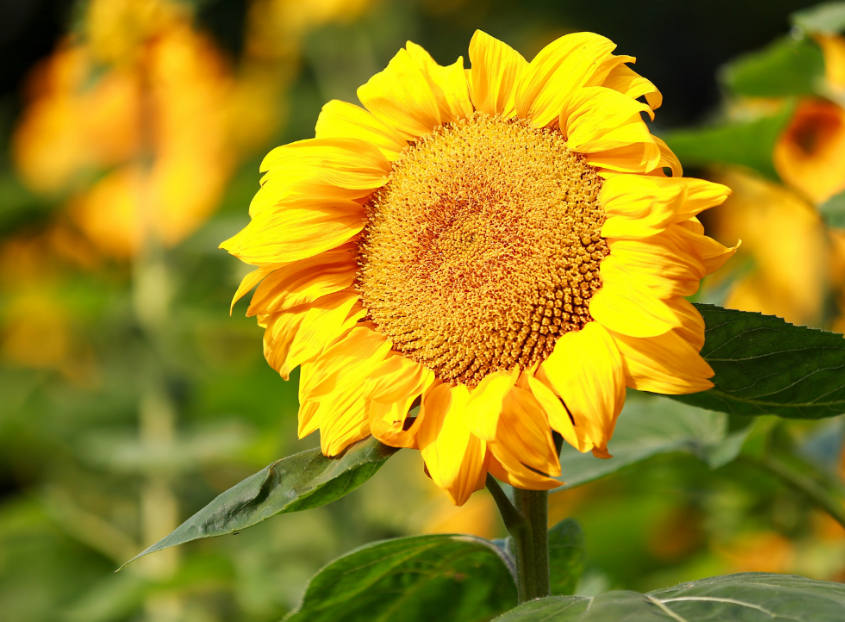 小暑进入伏天了吗 小暑是不是入伏的日子