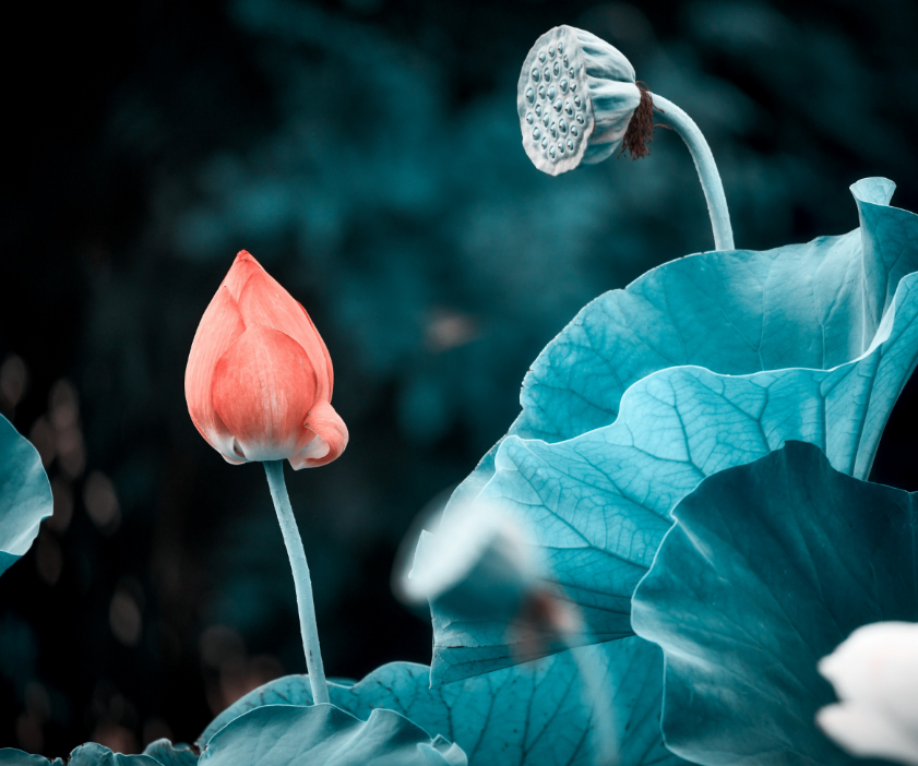 小暑是什么意思含义 小暑节气到来代表什么