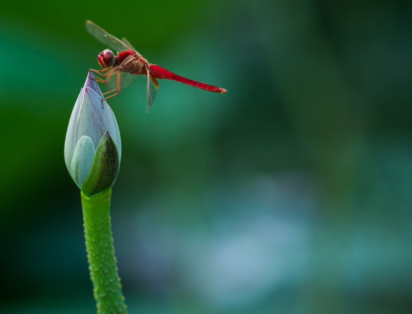 小暑的诗句 描写小暑节气的古诗词十首鉴赏
