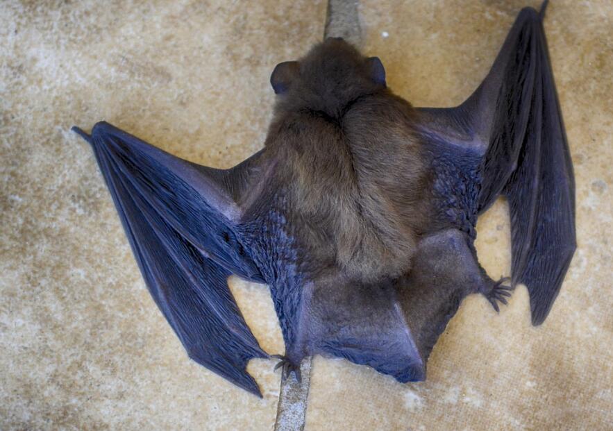 蝙蝠飞到家里是什么预兆  蝙蝠入屋有什么寓意