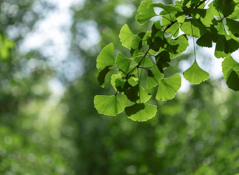 小暑大暑是什么时间 小暑和大暑分别是几月几日