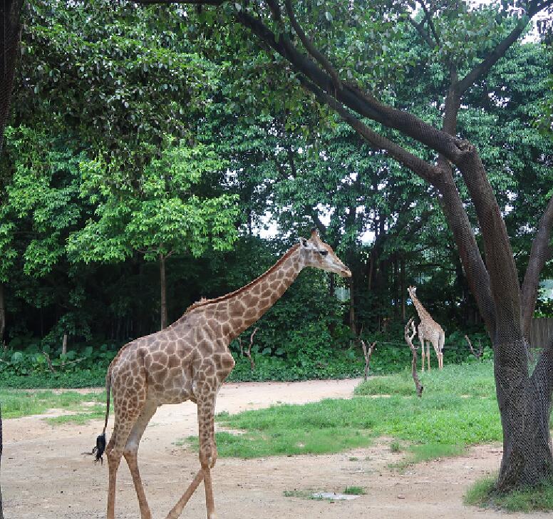 2020暑假广州亲子游玩攻略 暑期广州亲子游玩景点推荐