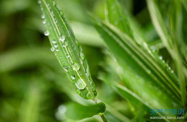 日历中的入梅是什么 入梅是什么意思