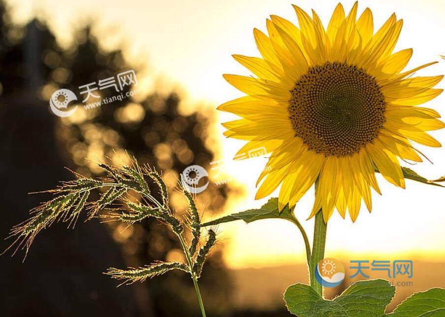 向日葵的花语和寓意 向日葵代表什么象征