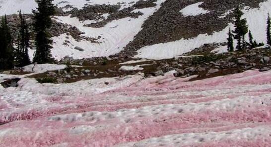 阿尔卑斯山出现粉色冰川是怎么回事 阿尔卑斯山“血雪”成因揭秘