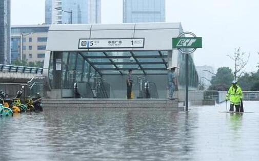 鸡群被洪水围困树枝7天 网友：这便是传说中的落汤鸡