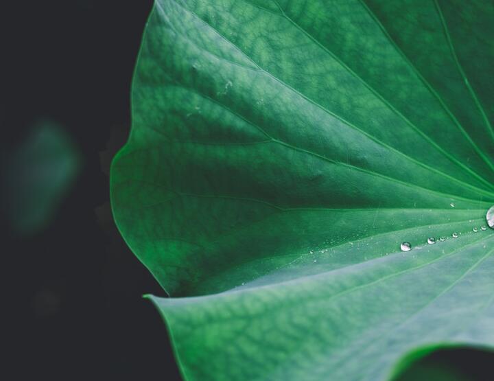 2020头伏吃什么 入伏后可以消暑的食物盘点